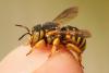 Icteranthidium grohmanni